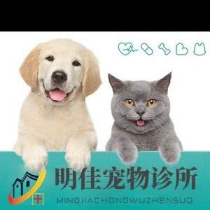 明佳宠物诊所:重庆城区大渡口区九宫庙附近
