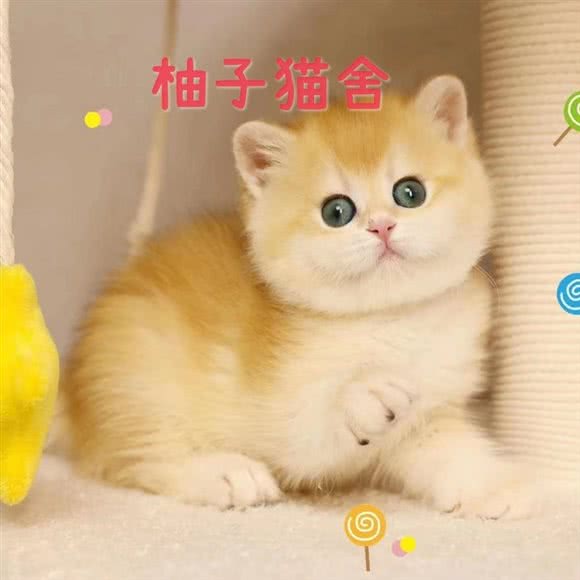 柚子猫舍:重庆城区江北区观音桥附近