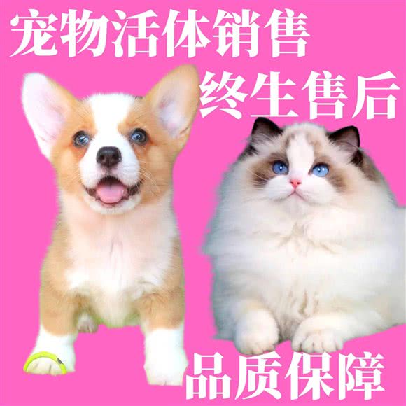 汪小喵萌宠生活馆:重庆城区江北区观音桥附近