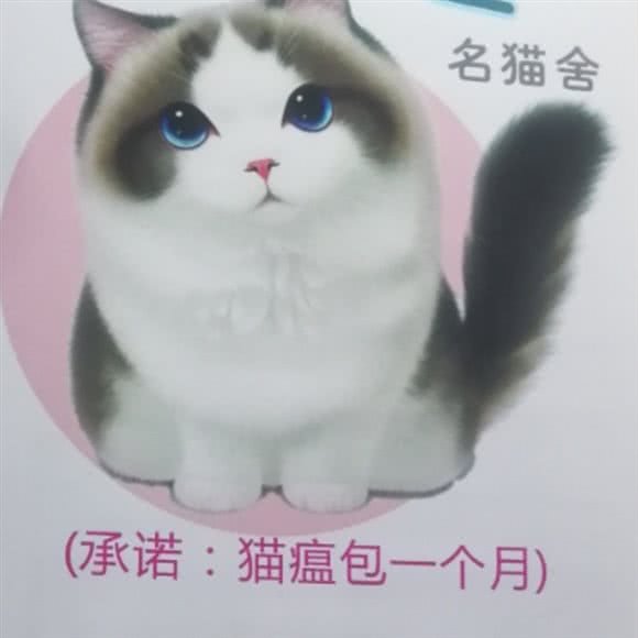 喵之星在名猫舍:重庆城区江北区观音桥附近