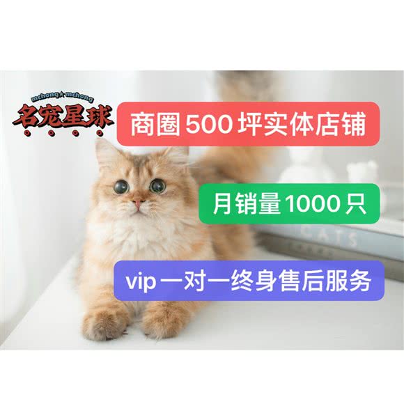 名宠星球猫狗萌宠专售店:重庆城区江北区观音桥附近