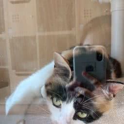 猫堡:重庆城区江北区观音桥附近