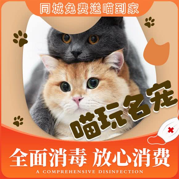喵玩名猫舍·布偶.曼基康.金渐层专卖店(观音桥店):重庆城区江北区观音桥附近