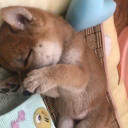 专业繁殖精品柯基柴犬宝宝:重庆城区江北区大石坝附近