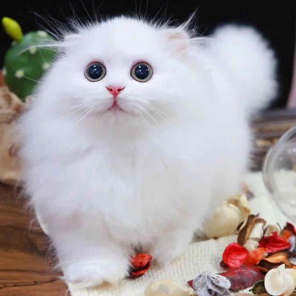 KIMI?犬宅:重庆城区江北区洋河花园附近