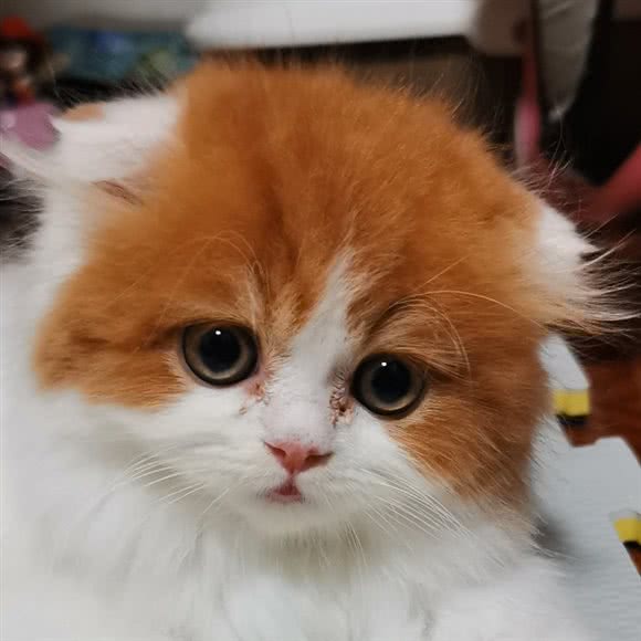 茜茜家布偶猫咖茶杯泰迪狗:重庆城区江北区新壹街附近
