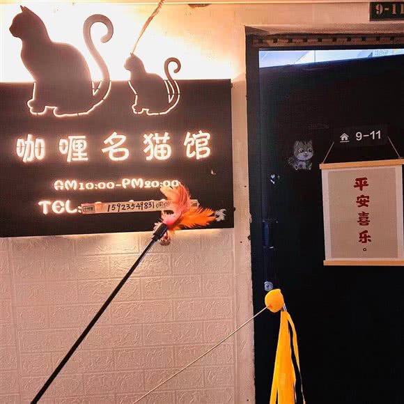 咖喱七宠猫舍·宠物· 寄养· 活体:重庆城区沙坪坝区三峡广场附近