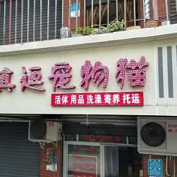 真逗宠物猫:重庆城区沙坪坝区沙坪坝/重庆大学附近