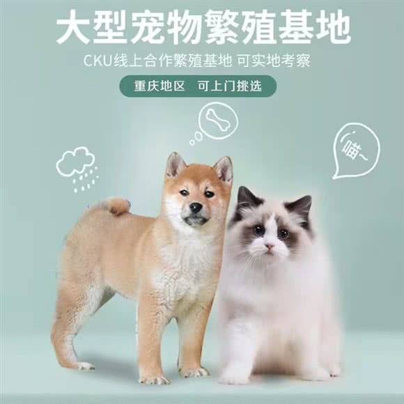 猫狗萌宠专售店:重庆城区沙坪坝区沙坪坝/重庆大学附近