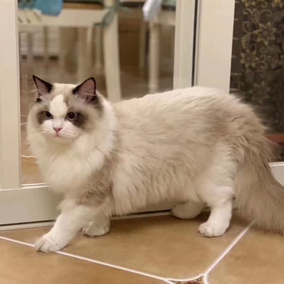 木木猫舍·购宠·宠物猫:重庆城区沙坪坝区沙坪坝/重庆大学附近