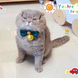 猫先生宠物寄养酒店:重庆城区沙坪坝区美丽熙街附近