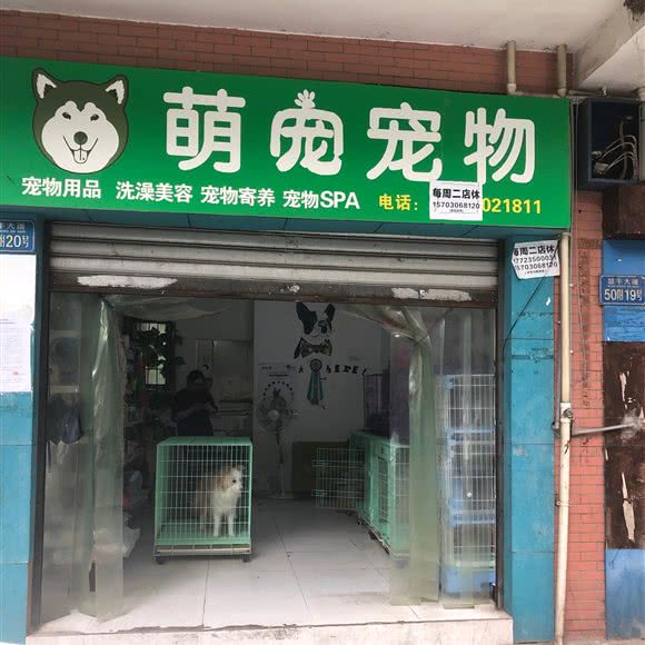 萌宠宠物:重庆城区沙坪坝区小龙坎附近