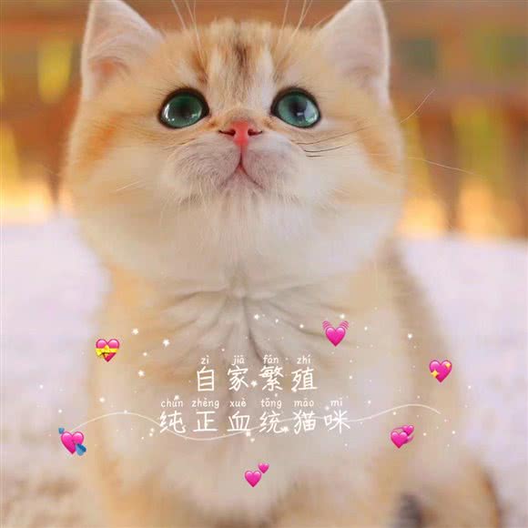 猫阿里:重庆城区沙坪坝区大学城附近