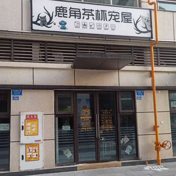 鹿角茶杯宠屋:重庆城区沙坪坝区大学城附近