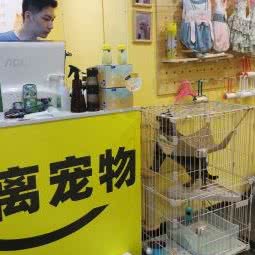 不离宠物店Bulibuli:重庆城区沙坪坝区陈家桥附近