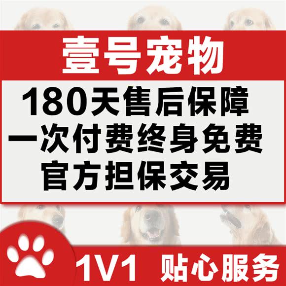 壹号宠物·购宠:重庆城区九龙坡区杨家坪附近