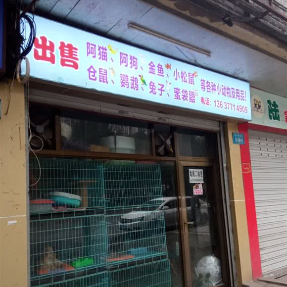 出售各种小动物及用品:重庆城区九龙坡区袁家岗附近