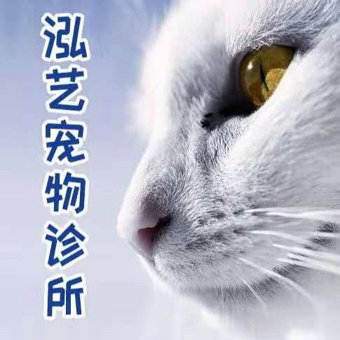 泓艺宠物诊所:重庆城区九龙坡区石桥铺附近