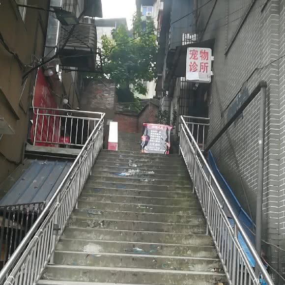 创新宠物诊所:重庆城区九龙坡区石桥铺附近