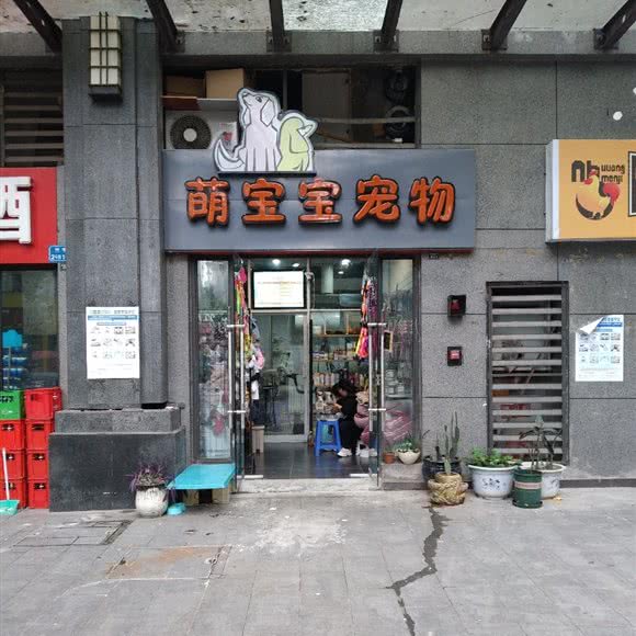 萌宝宝宠物:重庆城区九龙坡区巴国城附近