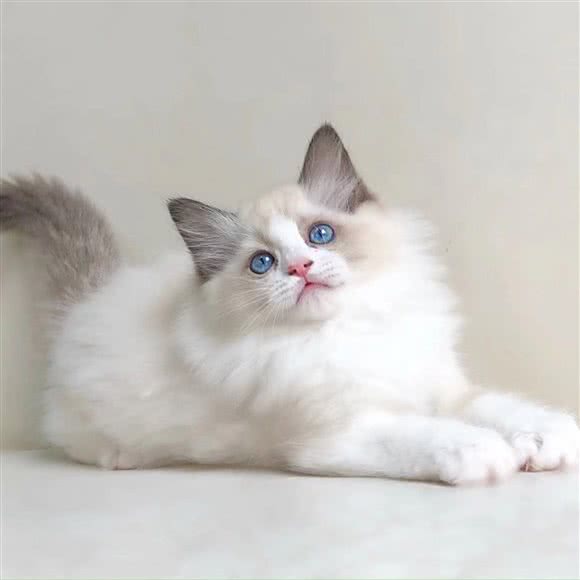 至臻至宠·购宠·猫狗活体·犬舍猫舍:重庆城区九龙坡区陈家坪附近