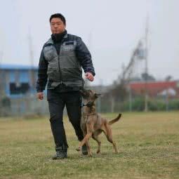 龙腾训犬俱乐部:重庆城区南岸区黄桷垭/南山附近