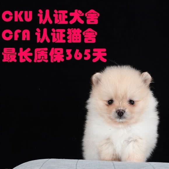 购宠优选.犬舍猫舍直营店.大型活体基地:重庆城区渝北区北部新区附近
