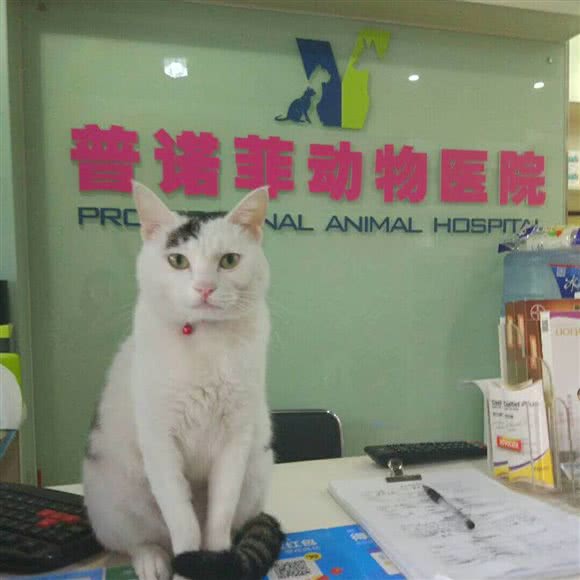 普诺菲动物医院(鸳鸯店):重庆城区渝北区北部新区附近