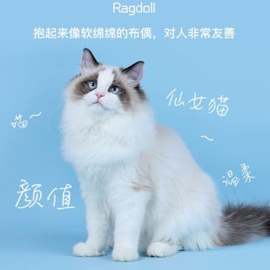 精品宠物生活馆·直营店:重庆城区渝北区冉家坝附近