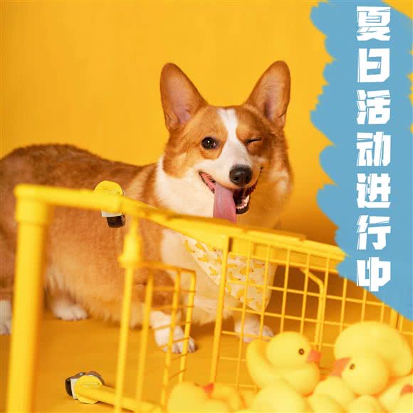 Prettypaws萌爪宠物摄影:重庆城区渝北区龙头寺附近