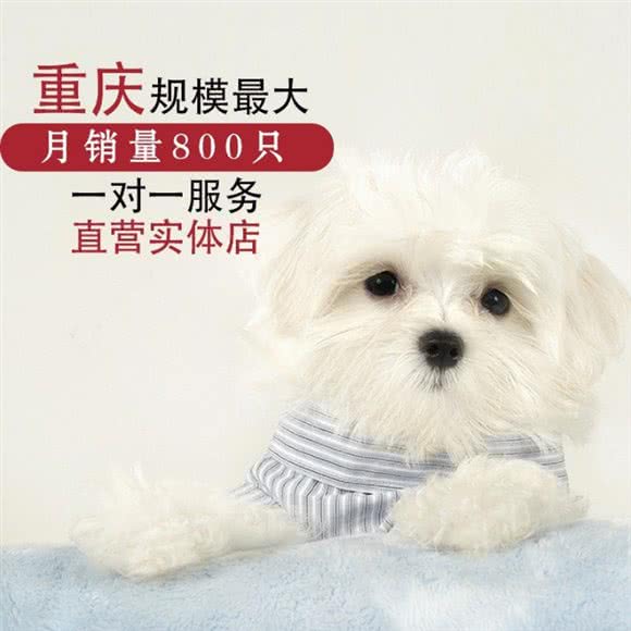 大渝名宠.大型购宠中心.宠物猫狗活体(总店):重庆城区渝北区黄泥塝附近
