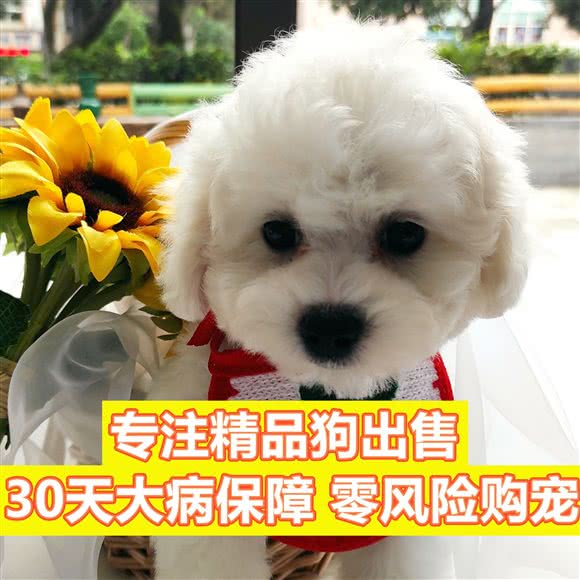 逸宅宠物·宠物狗精品店:重庆城区渝北区黄泥塝附近