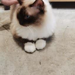 猫年狗月宠物生活馆(福畅路店):重庆城区渝北区空港新城附近