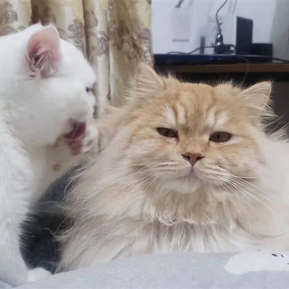 铃铛猫名猫馆猫舍:重庆城区渝北区空港新城附近