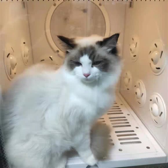 招猫逗狗萌宠馆:重庆城区渝北区空港广场附近