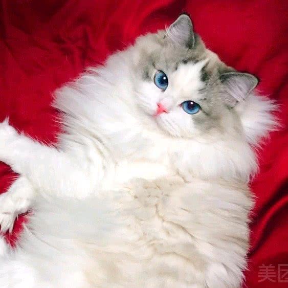 猫和宫.幼犬幼猫购宠商城.基地自营:重庆城区渝北区新牌坊北附近