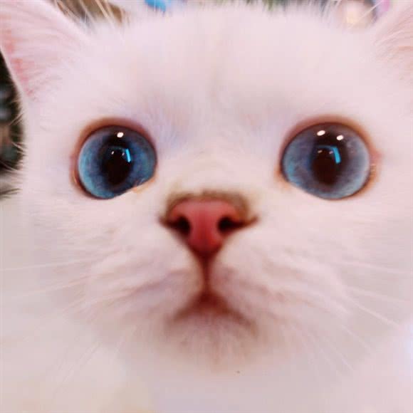 糖余宠屋·猫咪洗护·寄养·售卖:重庆城区渝北区中渝广场附近