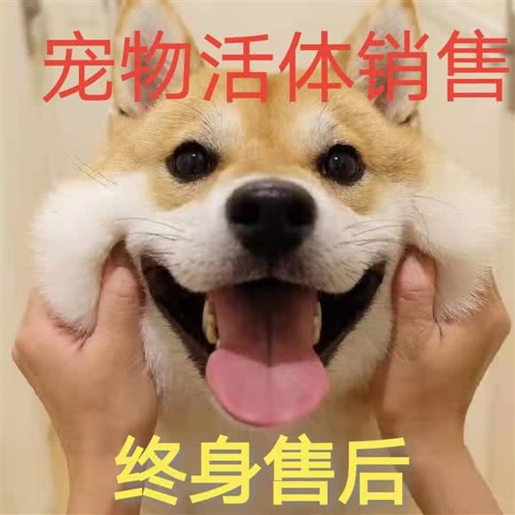 宠之梦精品萌宠起源地:重庆城区渝北区中渝广场附近