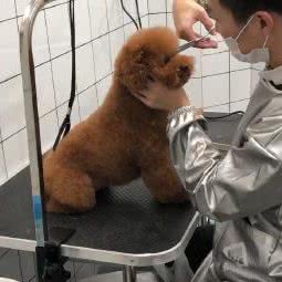猫豆狗狗工作室:重庆城区渝北区长安锦绣城附近