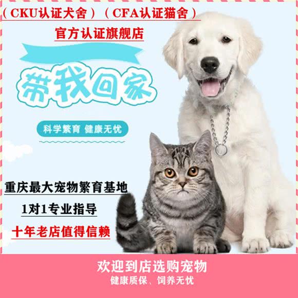 犬舍·猫舍·宠物专卖:重庆城区渝北区SM广场购物中心附近
