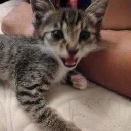宠迷猫狗生活馆:重庆城区巴南区李家沱附近
