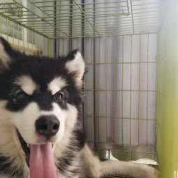 九牧家庭宠物寄养训练工作室:重庆城区江津区江津区附近