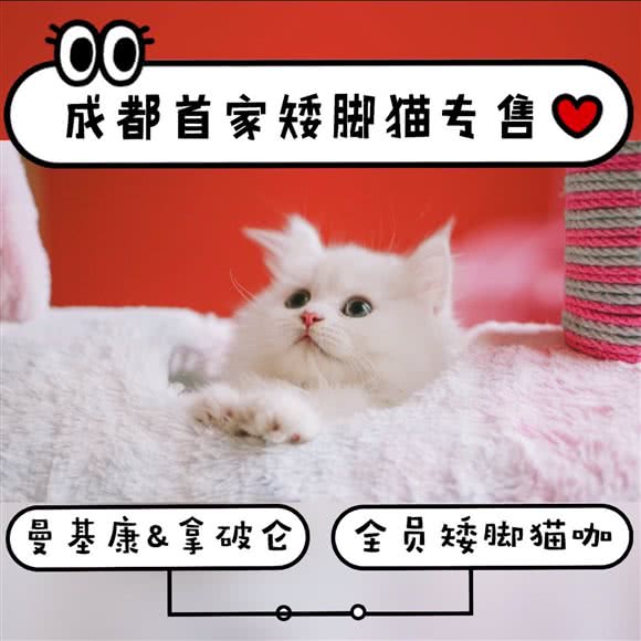 Blue Planet猫咖·全员矮脚·曼基康拿破仑专售·猫舍:成都市锦江区春熙路附近