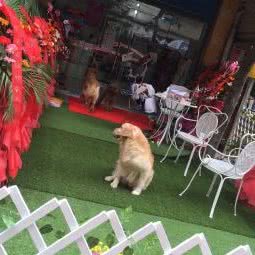 宠宠欲动(晨辉东路店):成都市锦江区万达广场附近