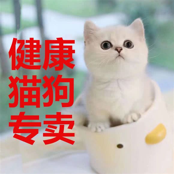 淘二狗宠屋:成都市锦江区牛市口附近