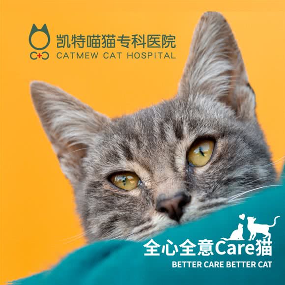 凯特喵猫眼科医院:成都市锦江区牛市口附近