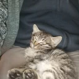 Anna Cat