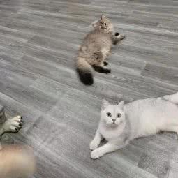 PUPU噗噗猫舍:成都市锦江区三圣乡附近