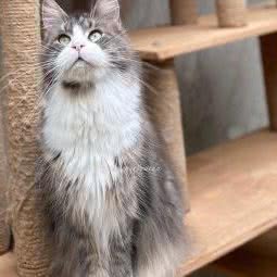 白衣庭院缅因猫舍:成都市锦江区锦江宾馆附近