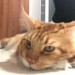 GALSANG格桑缅因猫舍:成都市青羊区光华村附近